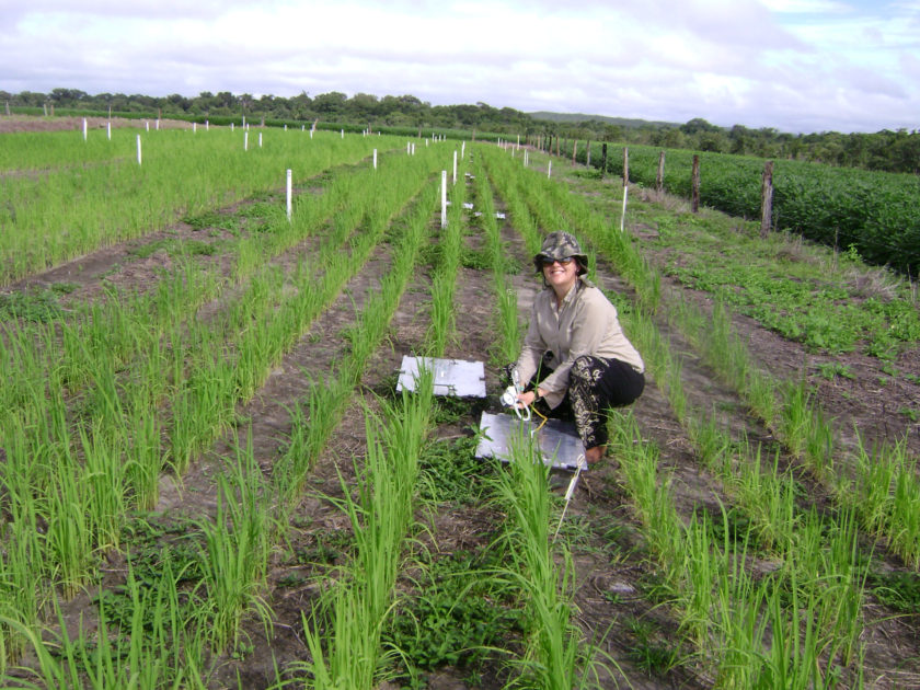 Utsläpp av N2O från jordbruket kan eventuellt minskas med biokol. På bilden undersöker Marcia de Melo Carvalho biokolets inverkan i en risodling i Brasilien. Bild: Laissa Gabriele Vieira Gonçalves (CC BY-NC-SA 2.0)