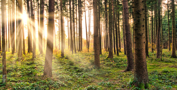 Skog kan vara en kolsänka. Bild: Landsbygdsnätverket